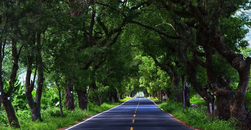 台東十股綠色隧道